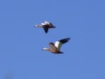 lRuddy Shelduck1.jpg